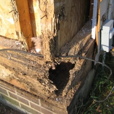 Termite Damage Home Restorations Houston