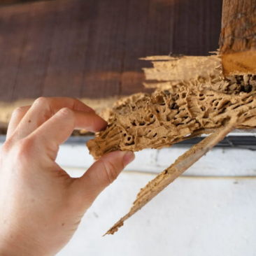 termite damage home restorations houston